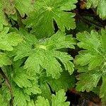 Image result for Geranium aculeolatum