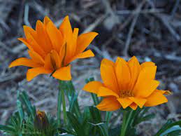 If you're trying to identify a plant you've seen flowering now in a garden or park, start here. Threading My Way Winter Garden In Australia Signs Of Spring