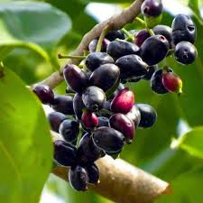 Image result for Syzygium cumini