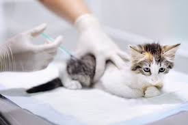 Cat vaccines are medically and scientifically proven to combat the incubation and transmission of crippling and fatal feline diseases. Rabies Vaccinations For Indoor Cats Friendship Hospital For Animals