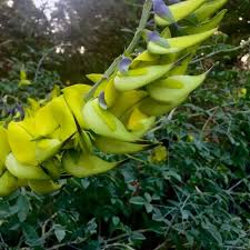 Image result for Crotalaria bernieri