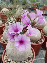 Image result for Ipomoea bolusiana
