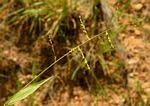 Image result for Urochloa deflexa