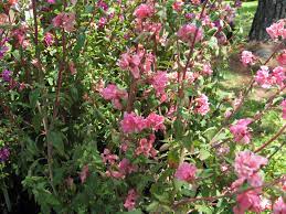 Online Plant Guide Clarkia Elegans Garland Flower