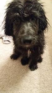 Breeder of top quality puppies. Newfypoo For Sale In Mason Ohio Classified Americanlisted Com