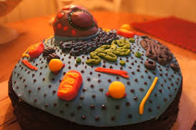 Maybe you would like to learn more about one of these? Reading Spot And Cell Cake Buda B