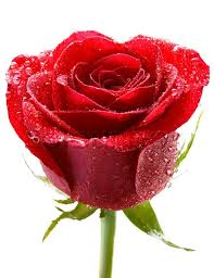 After booking, all of the property's details, including telephone and address, are provided in your booking confirmation and your account. Red Rose With Dew Isolated On White Stock Image Colourbox