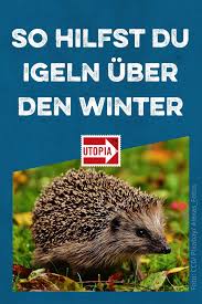 Igel Uberwintern So Hilfst Du Igeln Uber Den Winter Igel Im Garten Igel Uberwintern Paletten Garten