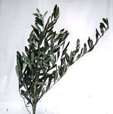 Dried Preserved Olive Branch Bunch Leave Craft Floral Olive Branch Floral Olive Leaf