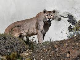 Easy, step by step how to draw puma drawing tutorials for kids. Why Puma Population Control Is Not Necessarily A Win For Hunters Pacific Standard