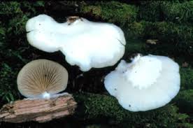 Image result for Crepidorhopalon