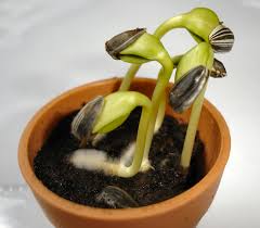 It's definitely cheaper than buying if you start seeds in very small containers or plastic flats, you'll need to transplant seedlings into. Germination Wikipedia