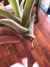 No matter whether a variety is fuzzy, furry, spiky or trailing, it's irresistible. My Air Plant Is Growing A Root Is This Normal Airplants