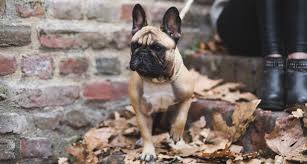 The hypoallergenic question is usually asked by someone who's known to have an allergic reaction to certain pets. French Bulldog Dog Breed Facts Temperament And Care Info