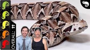 1911 firearm addicts since 2011 a forum community dedicated to 1911 firearm owners and enthusiasts. Gaboon Viper The Best Pet Snake Youtube