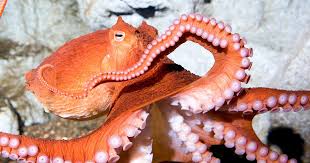 Image result for Octolepis