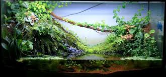 Pin On Paludarium