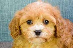 Teddy Bear Puppies For Sale In Ohio Teddy Bear For Sale Shichon Puppies Maltese Shih Tzu Mix Cavapoo Puppies For Sale Maltese Puppy Maltese Puppies For Sale
