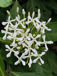 Image result for Ixora fastigiata
