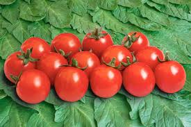 Tomate 'maestria' (solanum lycopersicum) : Les Gourmets De Kientzler Jeunes Plants