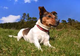 These smart, highly athletic pups are quite adorable, but there are some things you should know about jack russell terrier puppies before you head over to your local rescue to adopt one. The Bold And Lovable Jack Russell Terrier K9 Web