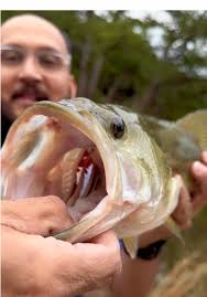 alfredo amaya (@alfredoamaya0)