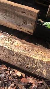 Pest control of clearwater provides termite control services to the clearwater area. Brantley Termite Pest Control Home Facebook