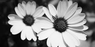 Pin By Erica Hensel On Twitter Headers Twitter Cover Photo Facebook Cover Photos Twitter Header Aesthetic
