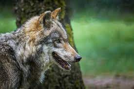 turkbaba kurt adli kullanicinin wolf wolves wolfe howling wolf bozkurt kurt kurtlar panosundaki pin