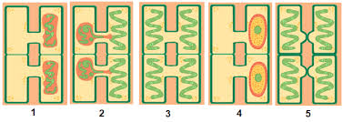 How to draw spirogyra is the main topic of this video. Perhatikan Gambar Di Bawah Ini Urutan Yang Tep