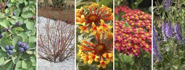 Sam's club has fresh flowers for sale and there are a few different ways to shop. Native Plants In Alberta Salisbury Greenhouse