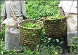 Image result for Hippocratea apocynoides