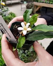 Image result for Mitriostigma axillare