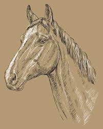 De opzet is versneld en het schaduwtekenen zelf is. Paardenhoofd Vectoren Illustraties En Clipart 123rf