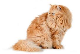 Gambar kucing tercantik dan terindah yang ada di indonesia dan dunia dengan berbagai macam fostur tubuh, mulai dari terkecil hingga terbesar. Kucing Parsi Kucing 2021