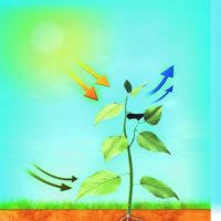 Running bamboo generally spreads 3 to 5 feet per year, but some varieties can spread up to 15 feet per year. How Fast Does Bamboo Grow How It Works