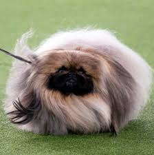 The westminster dog show 2021 will commence on june 11th at 8 am et. Show Show Dog