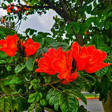 Image result for Thespesia acutiloba