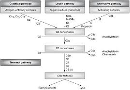 Image result for Complement Pathway