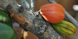 Image result for Englerophytum natalense