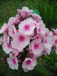 Pin Di Perennial Annual Plants