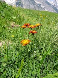 Image result for Crepis newii