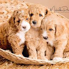 Shop thousands of chairs you'll love at wayfair Coastal Labradoodles Home Facebook