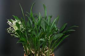 Image result for Sansevieria nilotica