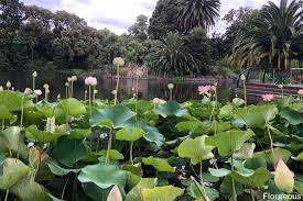 In this article we also discuss below topics; 15 Best Aquatic Plants For Indoor Water Garden And Outdoor Ponds Florgeous