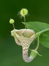 Image result for Ceropegia haygarthii