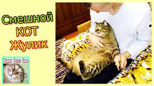 poslushnyj kot hozyain i veselyj kot smeshnoj kot zhulik funny animals pet life pets