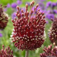 Red Mohican Allium Bulb Flowers Flowers American Meadows