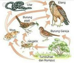 Sebutkan 5 contoh rantai makanan di laut.nah biar kalian tidak semakin bingung dengan pokok pembahasan kali ini topiknya kita persempit aja ya khusus untuk artikel kali ini kami membagikan mengenai salah satu ekosistem di laut yakni mengenai contoh rantai makanan di laut. Jaring Jaring Makanan Pada Ekosistem Hutan Hujan Brainly Co Id