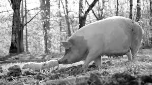 Starring mithun chakraborty, mukesh rishi and shakti kapoor, the film was produced by anil shah and the music was composed by anand raj anand. Gunda How A Pig Became The Star Of An Oscar Contender For Best Doc Feature The Hollywood Reporter